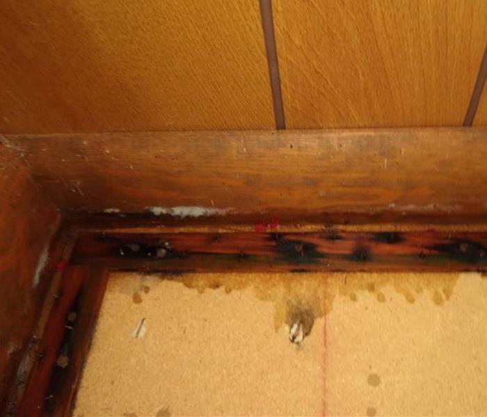 Mold in cabinets